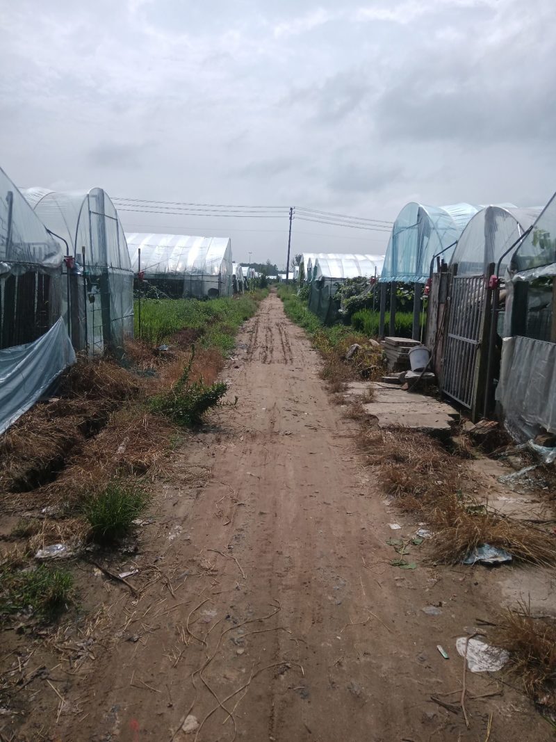 葡萄基地批发