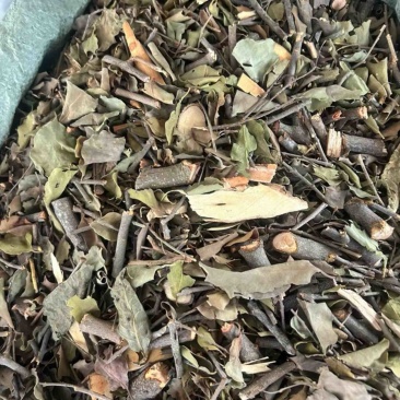 黄皮木寄生黄皮寄生