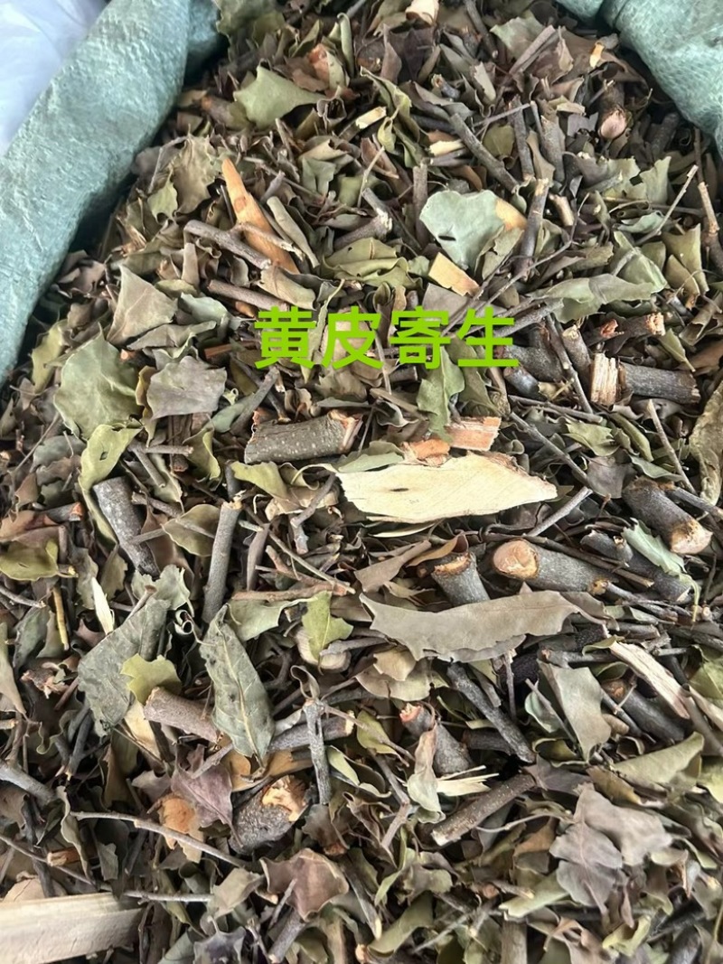 黄皮木寄生黄皮寄生
