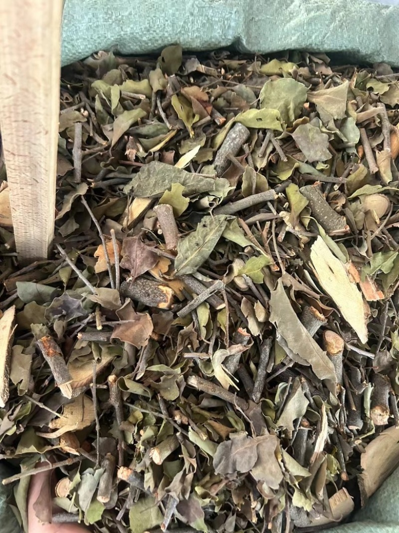 黄皮木寄生黄皮寄生