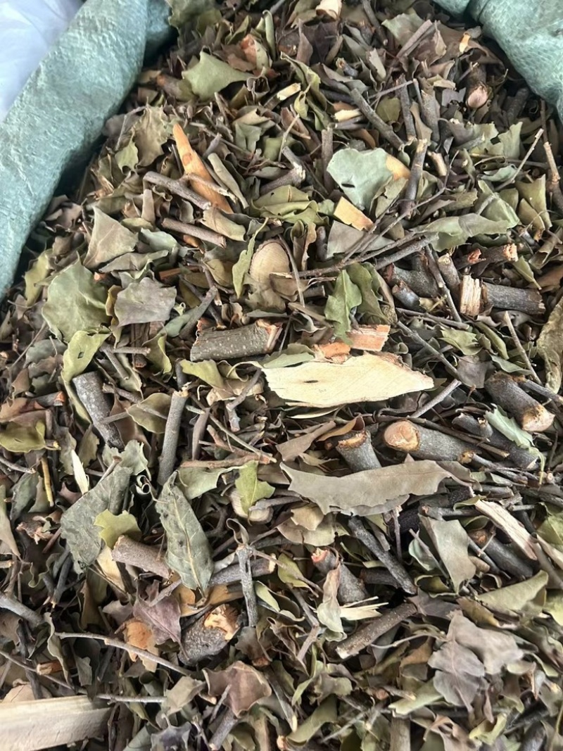 黄皮木寄生黄皮寄生