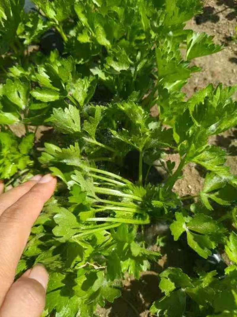 芹菜苗！产地直发！保质保量！视频看货！欢迎砸单！