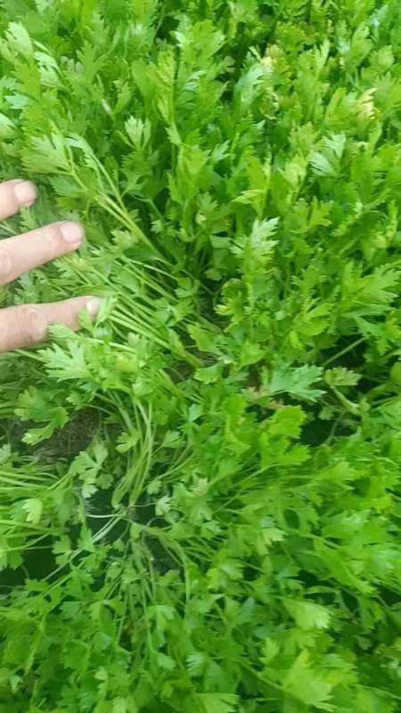 芹菜苗！产地直发！保质保量！视频看货！欢迎砸单！