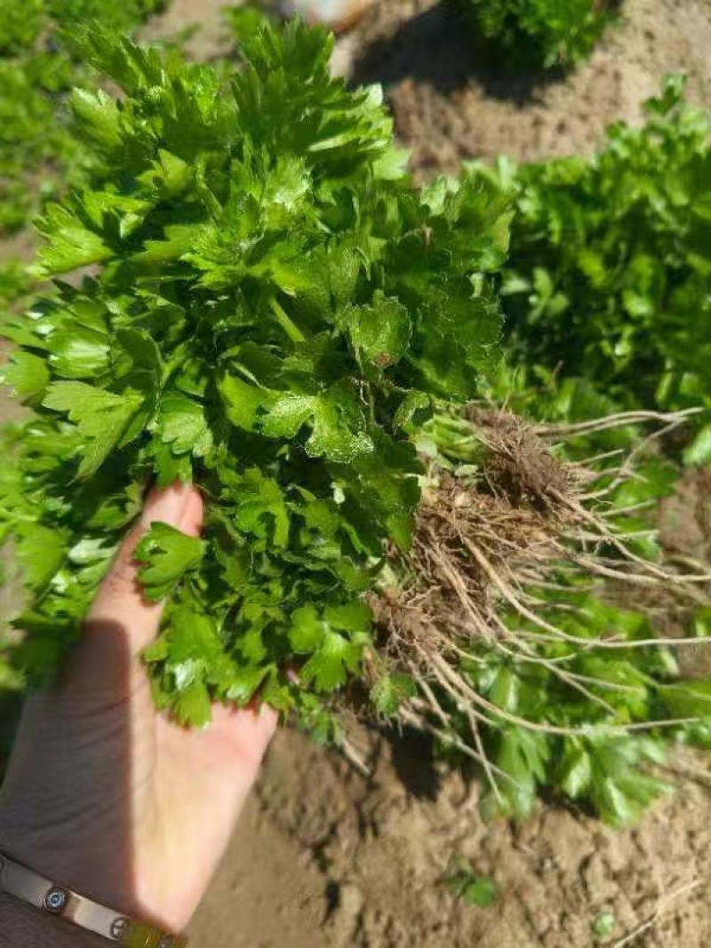 芹菜苗！产地直发！保质保量！视频看货！欢迎砸单！
