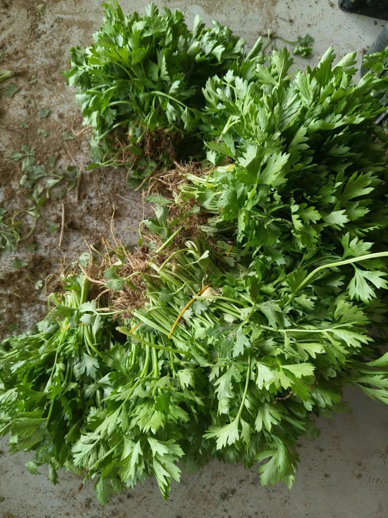 芹菜苗！产地直发！保质保量！视频看货！欢迎砸单！
