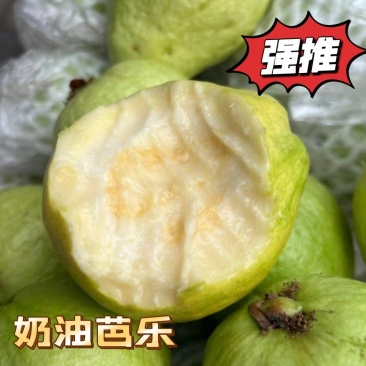 福建树熟白心奶油芭乐每日新鲜采摘发货优级果顺丰包邮