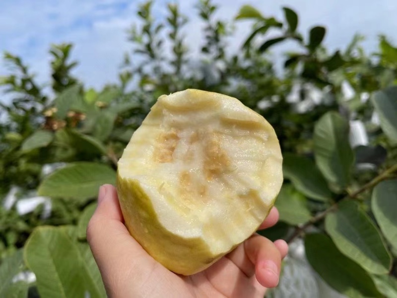 福建树熟白心奶油芭乐每日新鲜采摘发货优级果顺丰包邮