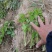 芹菜苗，根系发达，无病害，欢迎各位老板联系