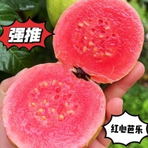 福建树上熟红心芭乐软硬两吃现摘现发大果5斤包邮