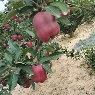 精品高山花牛苹果大量上市需要可以联系，质量三保，口感特别