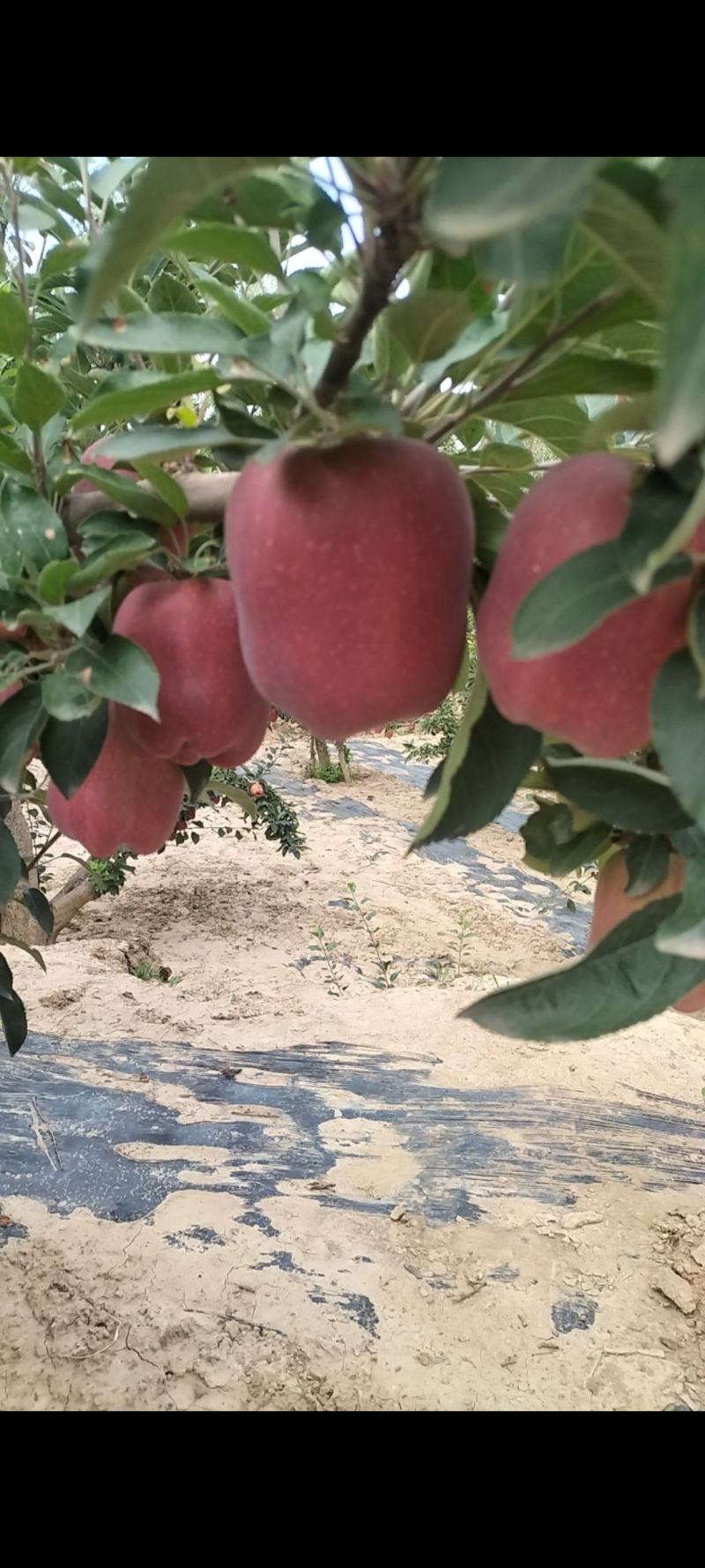 精品高山花牛苹果大量上市需要可以联系，质量三保，口感特别