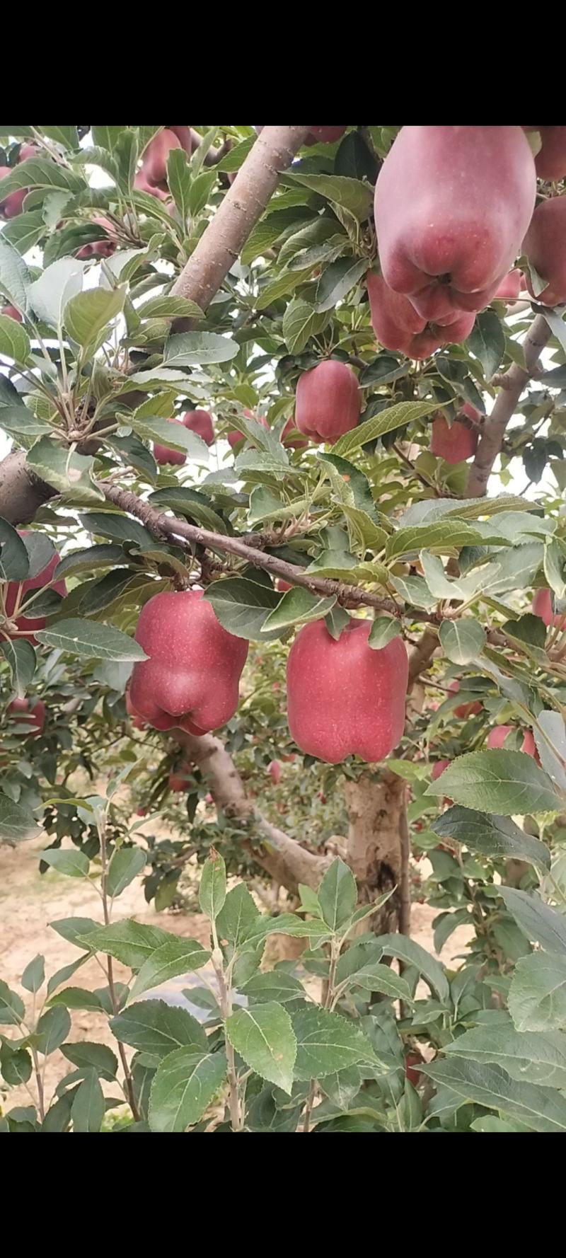 精品高山花牛苹果大量上市需要可以联系，质量三保，口感特别