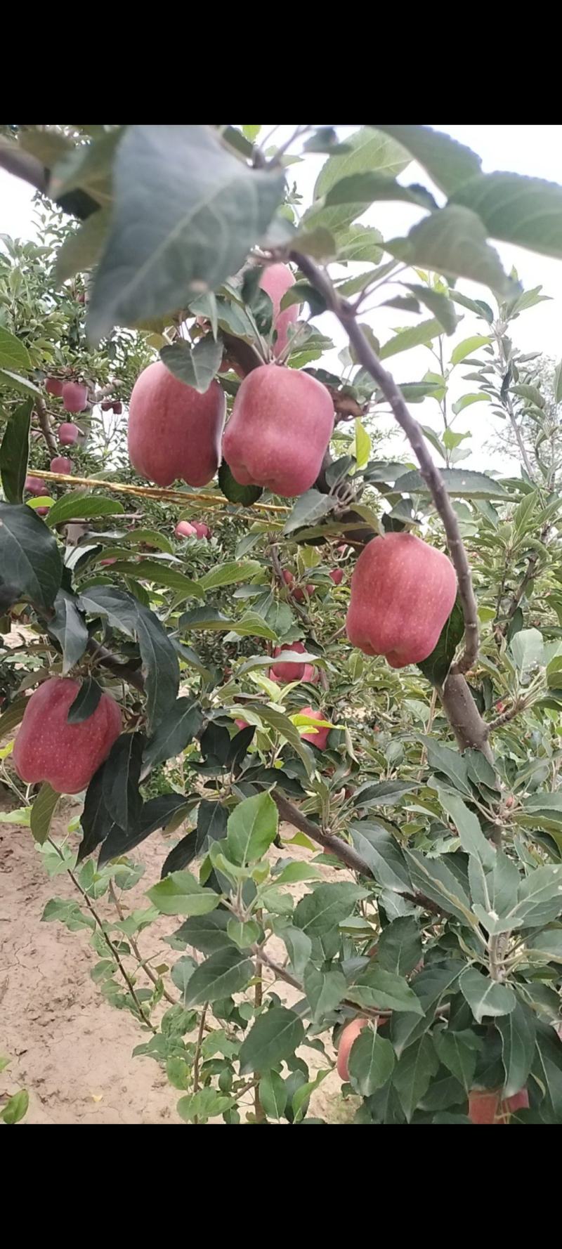 精品高山花牛苹果大量上市需要可以联系，质量三保，口感特别