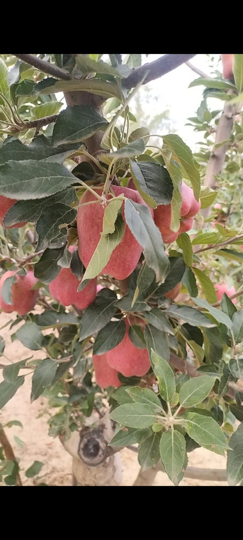 精品高山花牛苹果大量上市需要可以联系，质量三保，口感特别
