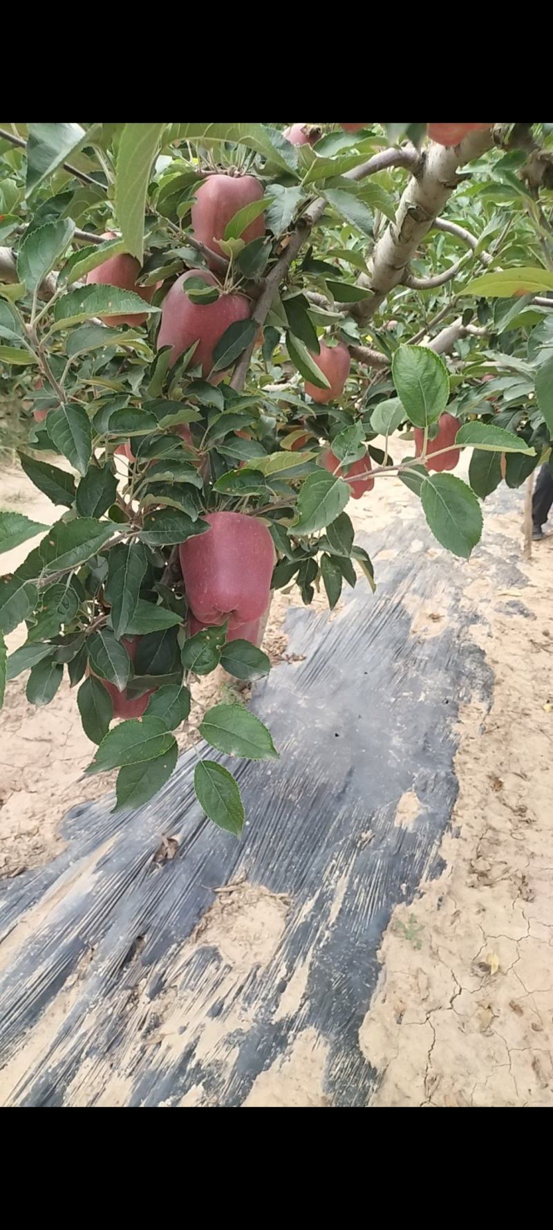 精品高山花牛苹果大量上市需要可以联系，质量三保，口感特别