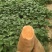 西瓜红红薯