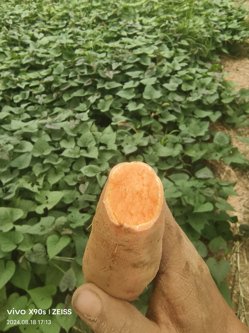 西瓜红红薯