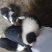 边牧
