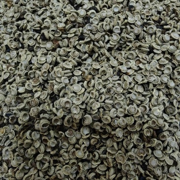 江西粉防己种子自家在用全国接单适应能力强产量高生长快发芽率高