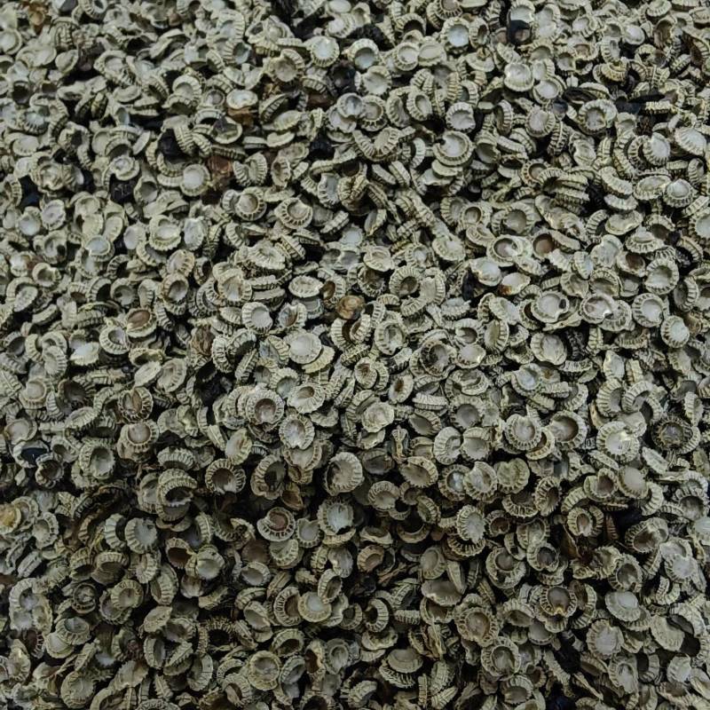 江西粉防己种子自家在用全国接单适应能力强产量高生长快发芽率高