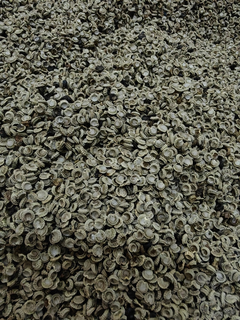 江西粉防己种子自家在用全国接单适应能力强产量高生长快发芽率高