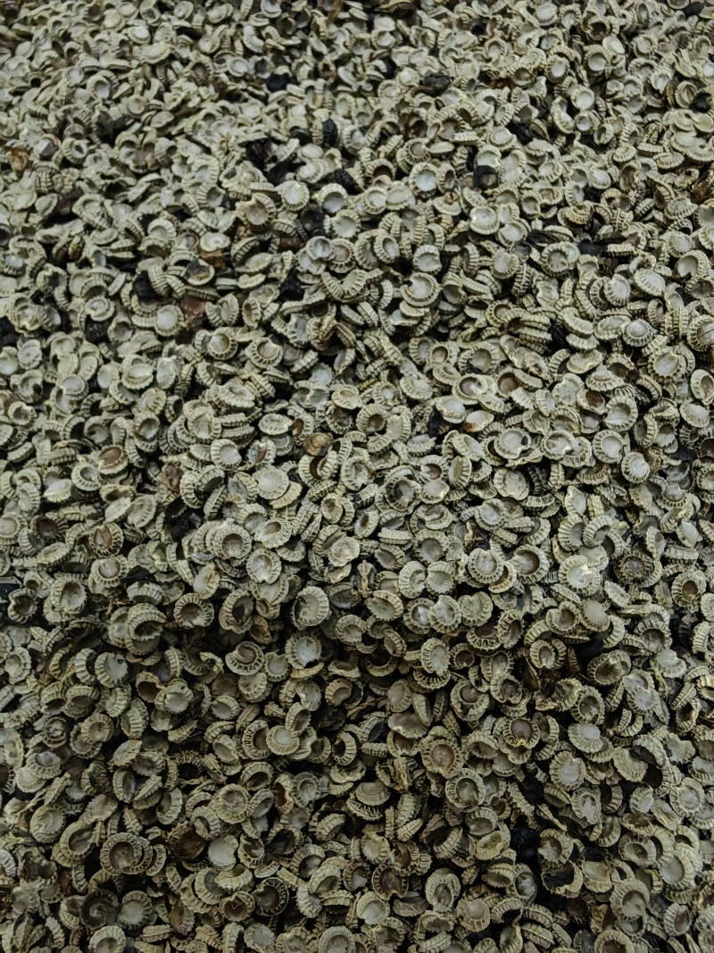 江西粉防己种子自家在用全国接单适应能力强产量高生长快发芽率高