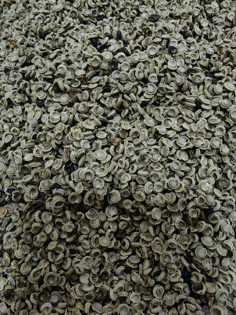 江西粉防己种子自家在用全国接单适应能力强产量高生长快发芽率高