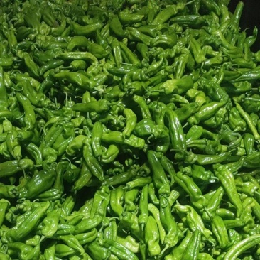 河南鲜辣椒301青皮辣椒电商市场泡椒线椒尖椒产地