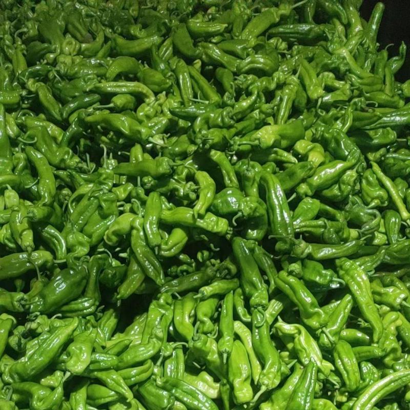 河南鲜辣椒301青皮辣椒电商市场泡椒线椒尖椒产地