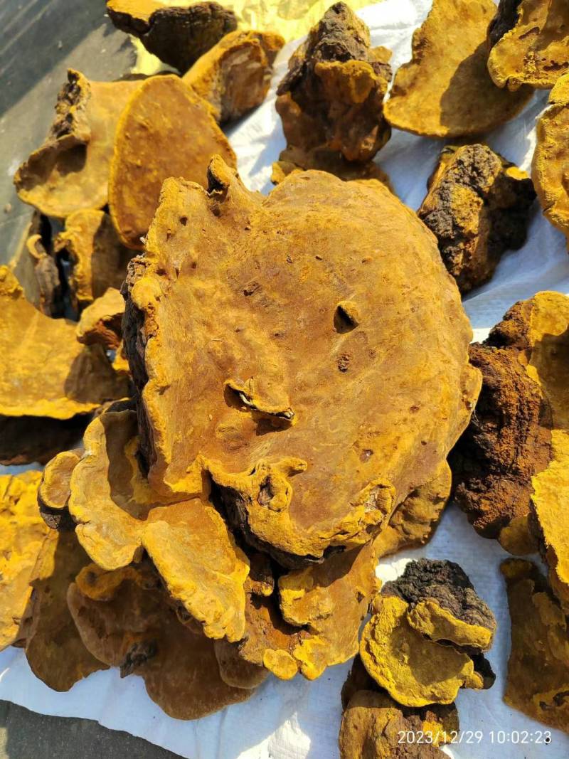 红豆杉树桑黄
