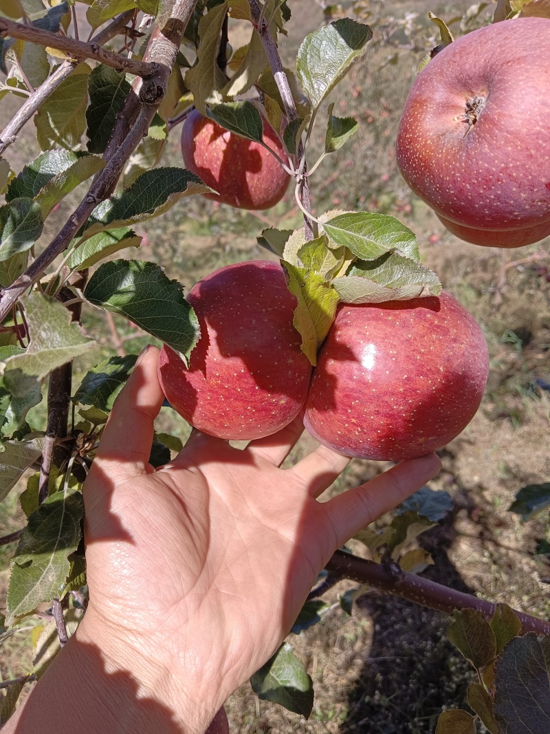 大凉山高原糖心苹果，丑苹果专业代办品质保障欢迎来电☎️
