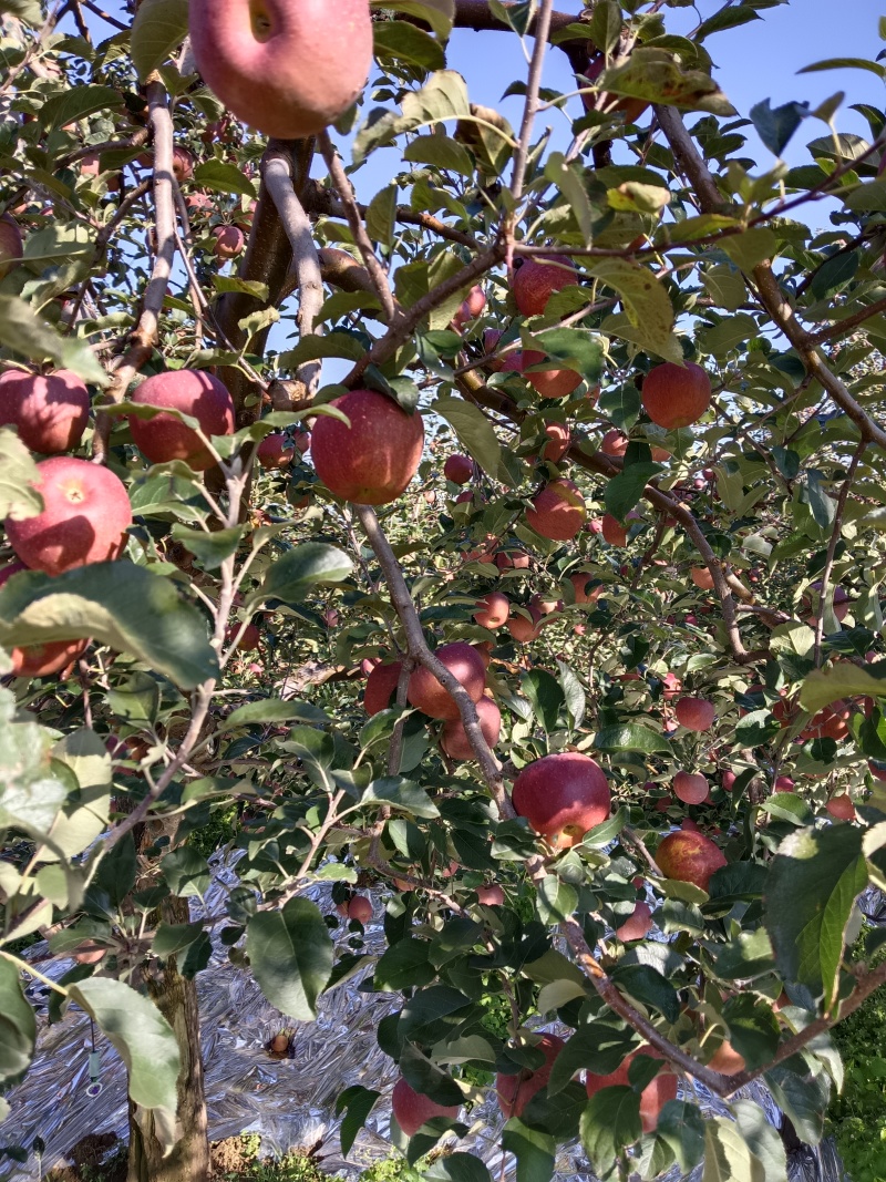 大凉山高原糖心苹果，丑苹果专业代办品质保障欢迎来电☎️