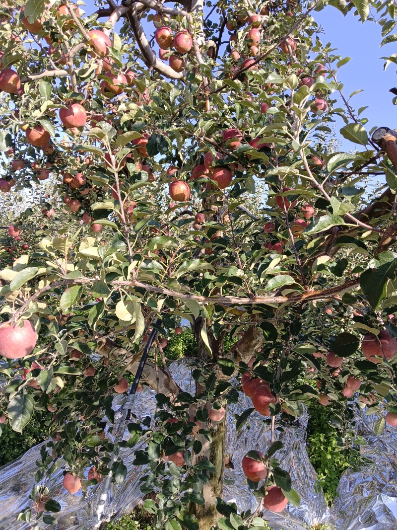 大凉山高原糖心苹果，丑苹果专业代办品质保障欢迎来电☎️