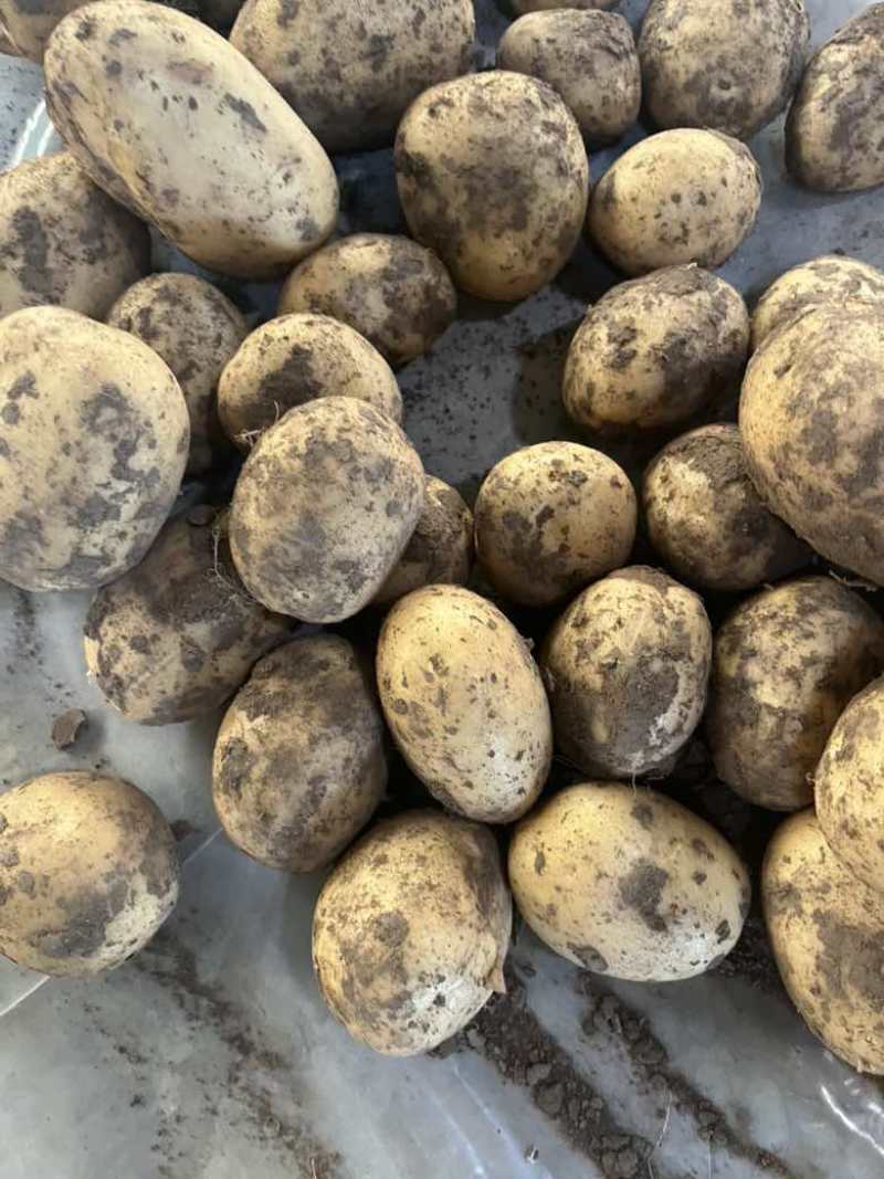 内蒙精品土豆各种品种应有尽有土豆产地直发品质保障