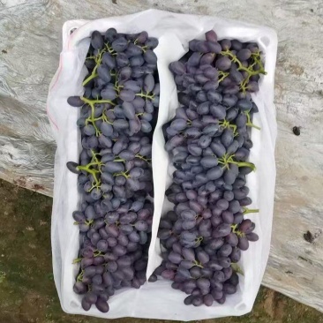 饶阳县紫甜A17葡萄大量上市，皮毛好、口感甜，质量上乘