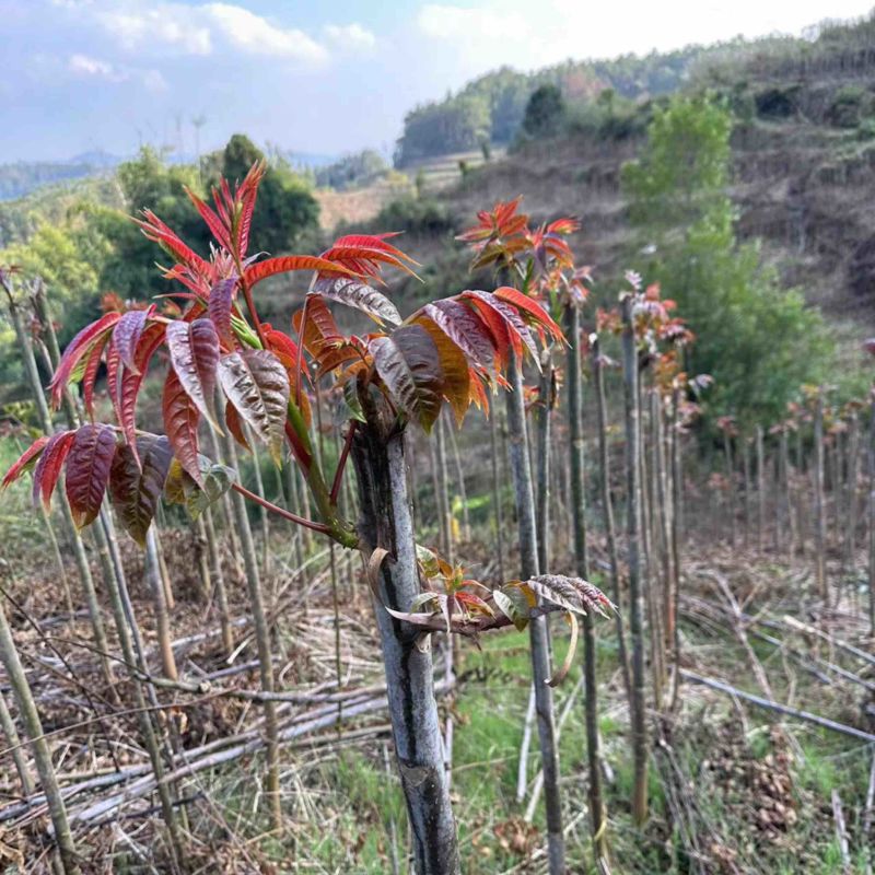 【精品香椿】红油香椿芽，大量新鲜供应保质保量价格实惠