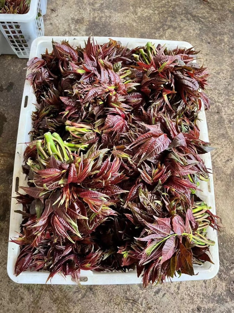 【精品香椿】红油香椿芽，大量新鲜供应保质保量价格实惠