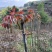 【精品香椿】红油香椿芽，大量新鲜供应保质保量价格实惠