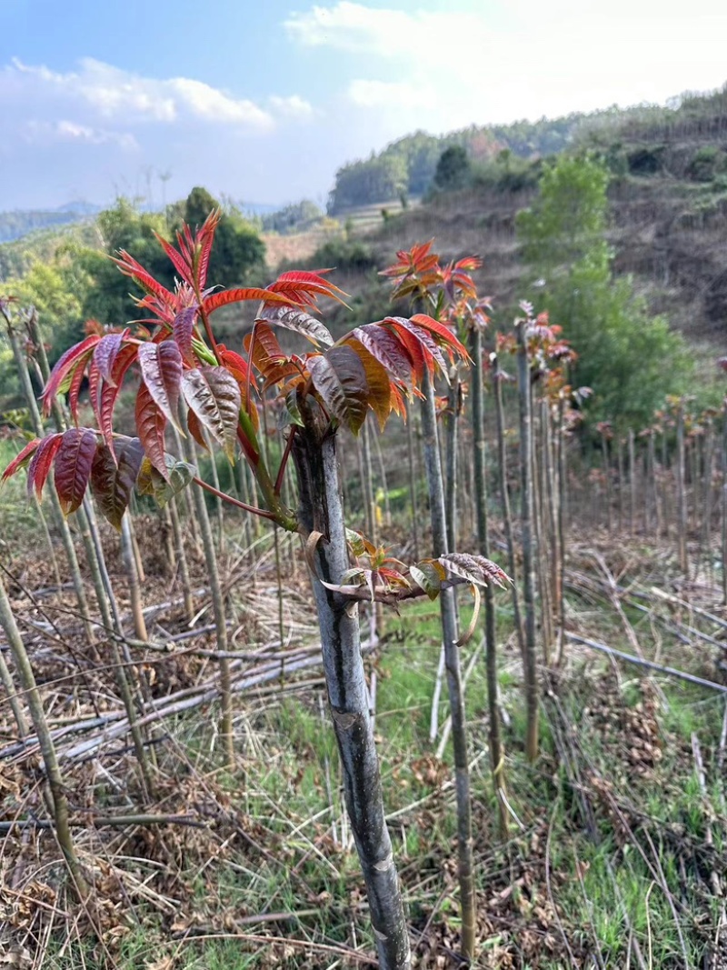 【精品香椿】红油香椿芽，大量新鲜供应保质保量价格实惠