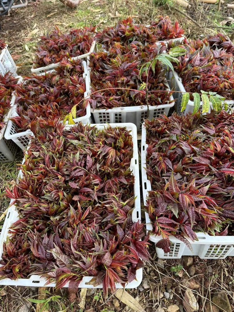 【精品香椿】红油香椿芽，大量新鲜供应保质保量价格实惠