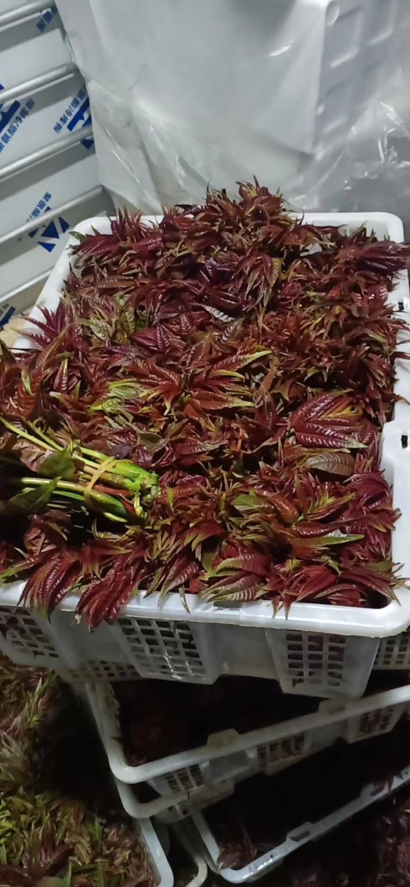 【精品香椿】红油香椿芽，大量新鲜供应保质保量价格实惠