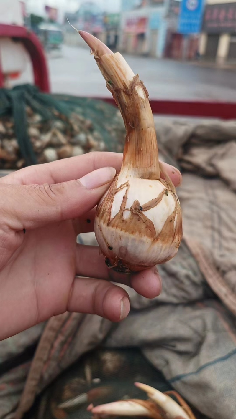 云南精品慈菇，鲜慈菇大量供应，基地现货价格优惠欢迎订购
