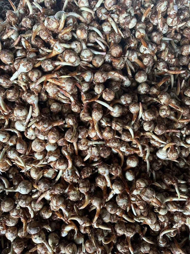 云南精品慈菇，鲜慈菇大量供应，基地现货价格优惠欢迎订购