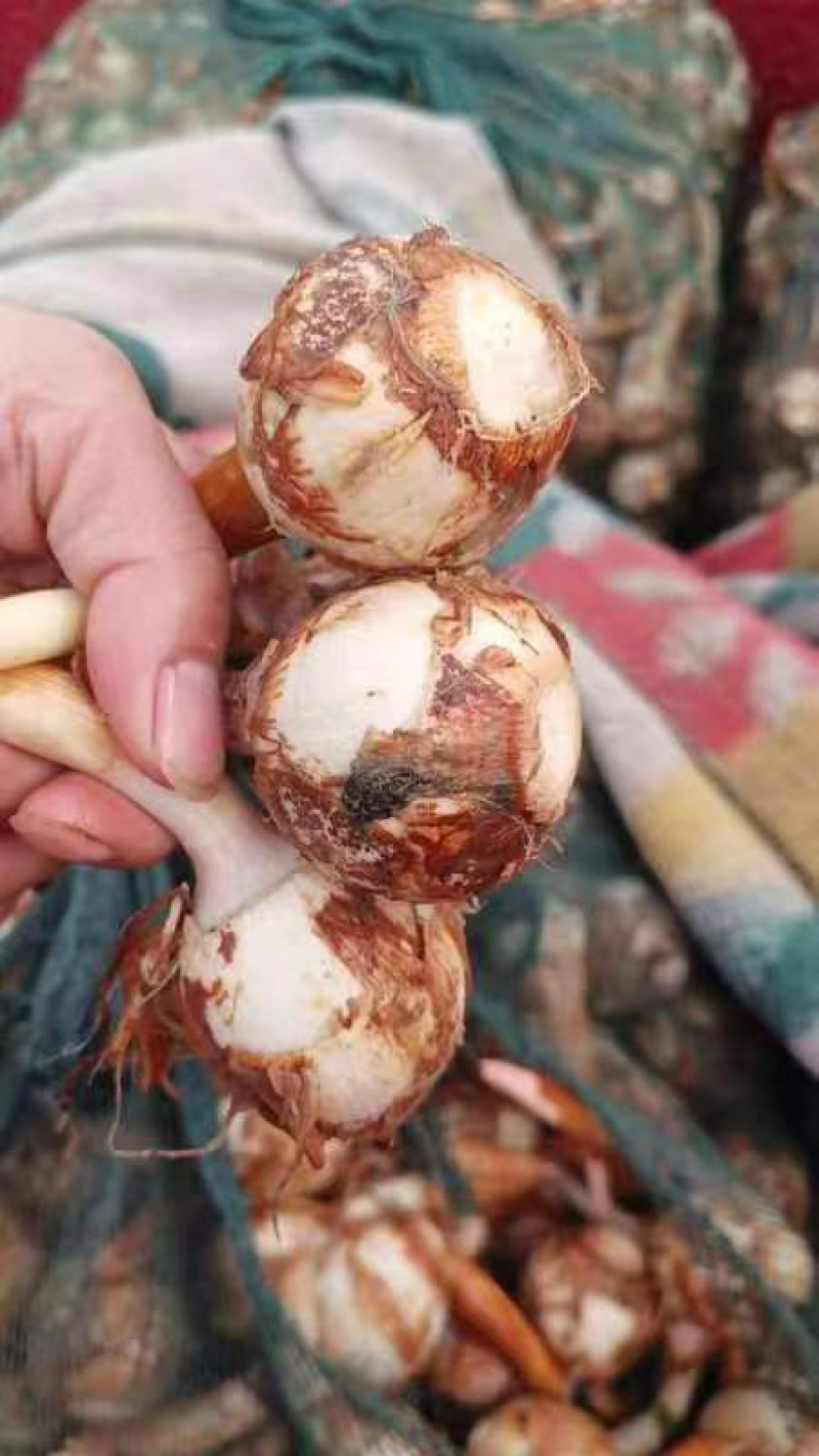 云南精品慈菇，鲜慈菇大量供应，基地现货价格优惠欢迎订购