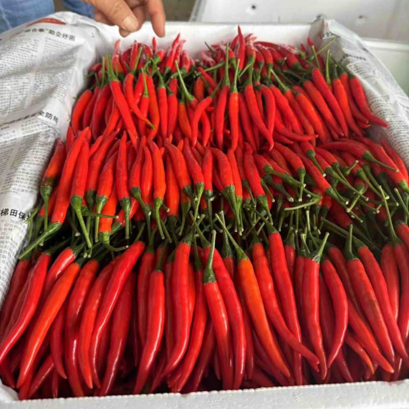 云南精品小米辣椒，基地现货供应，价格公道品质保障