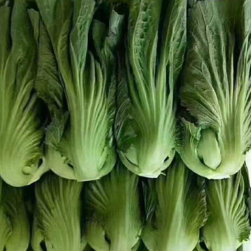 芥菜产地直发价格实惠
