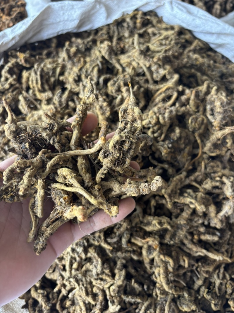 黄连道地黄连鸡爪单支品种齐全量大从优品质保证欢迎下单