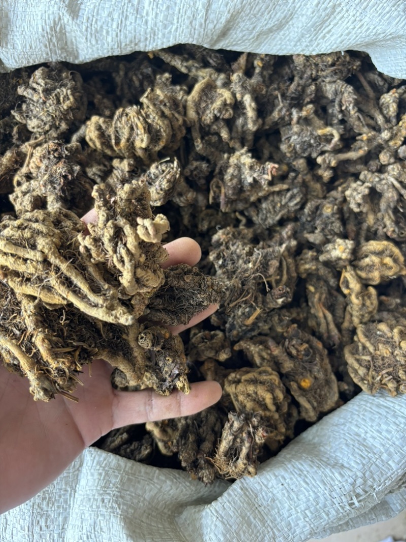 黄连道地黄连鸡爪单支品种齐全量大从优品质保证欢迎下单