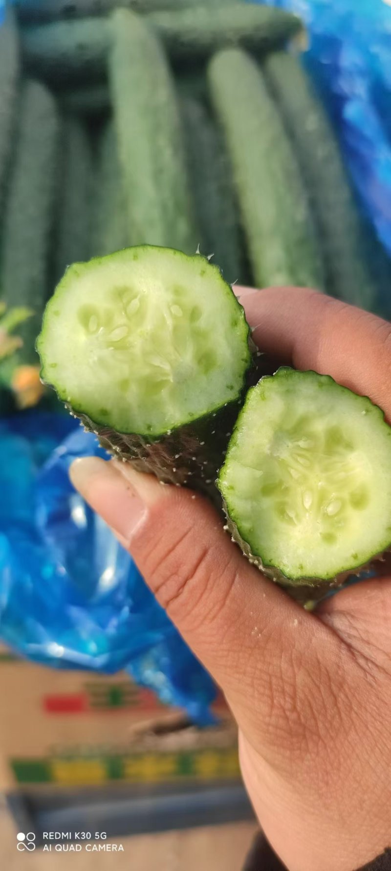 河北黄瓜/石家庄皇瓜/大量供应/量大价优/欢迎广大客商咨