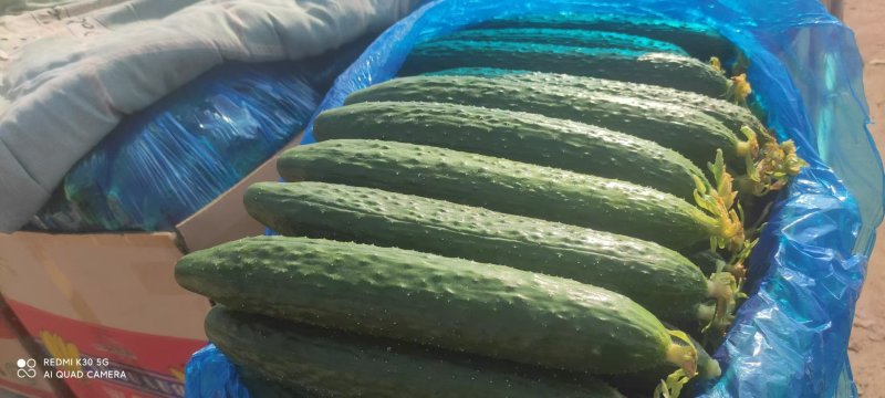 河北黄瓜/石家庄皇瓜/大量供应/量大价优/欢迎广大客商咨
